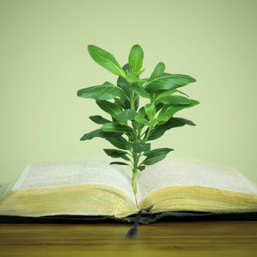 A plant growing from the pages of an open book.