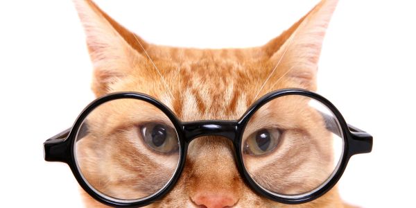 Orange cat wearing round glasses.