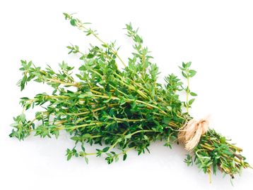 Fresh thyme herb bundle tied with natural twine on white background.