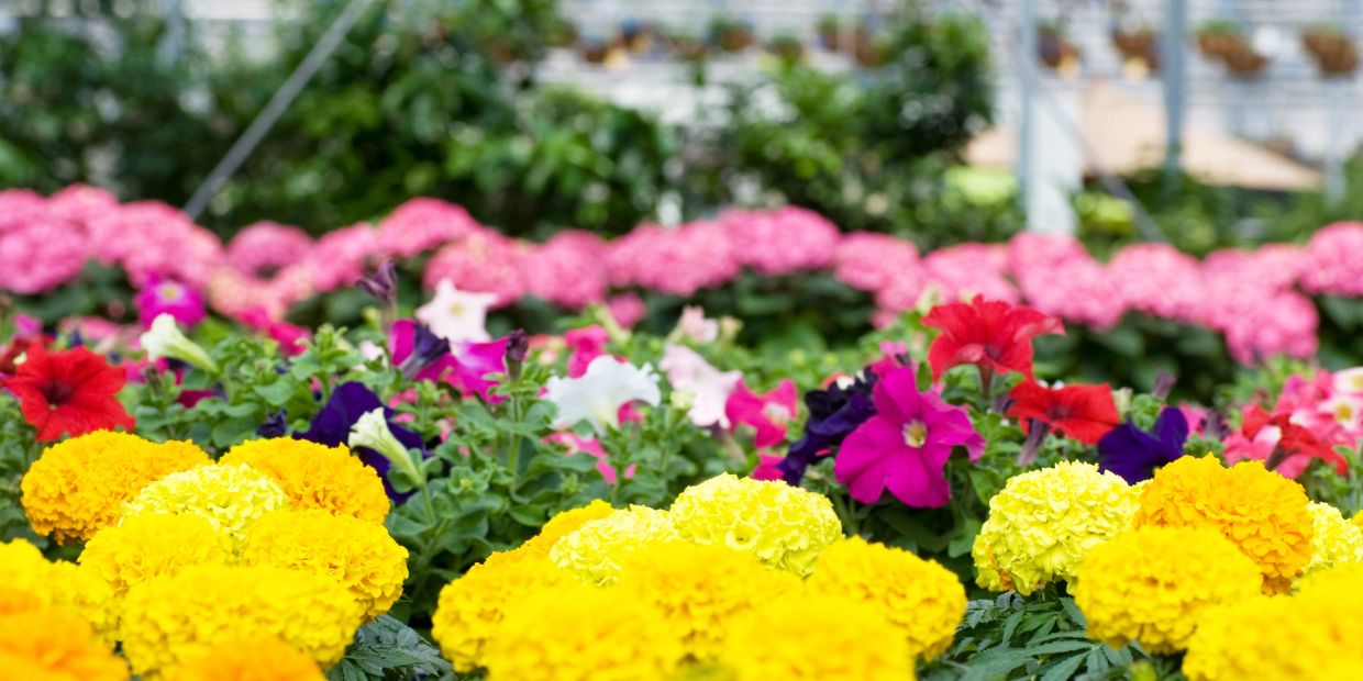 Bright yellow and multicolored flowers in a garden.