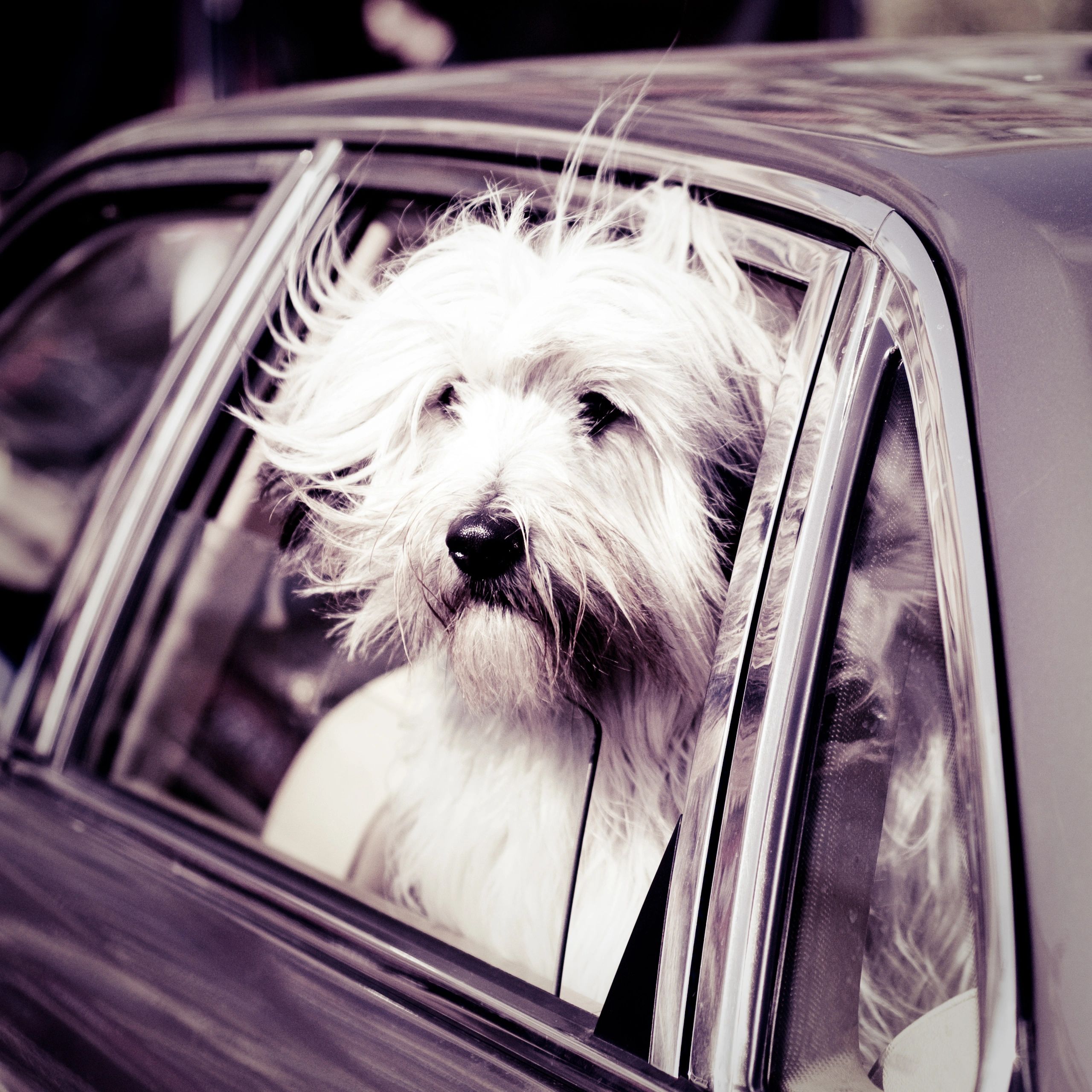 Fluffy white dog looking out from a car window.