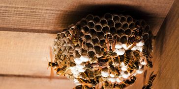 A bees, wasp, & Hornets spotted in Harrison, Stark, Tuscarawas, or Carroll County, Ohio. 