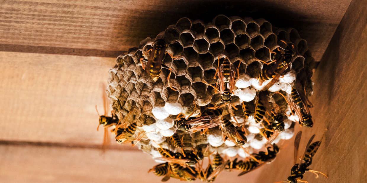 A beehive with wasps inside a wooden structure.