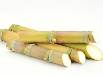 Freshly cut sugarcane stalks on a white background.