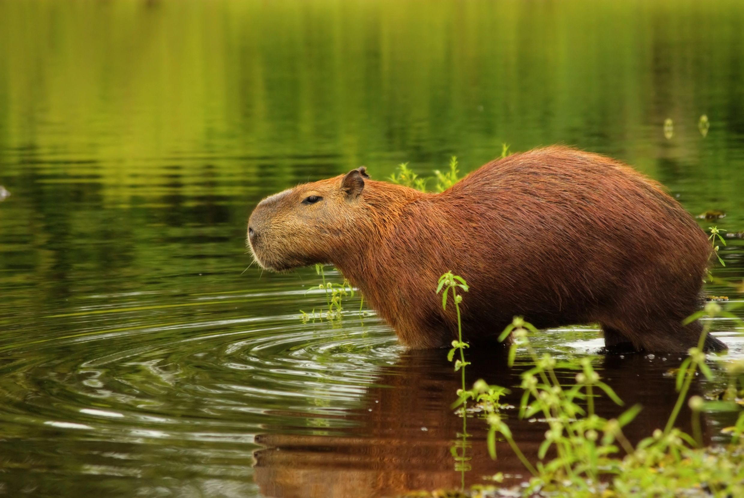 My Capybara