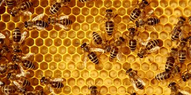 Bees working on honeycomb cells inside a hive.
