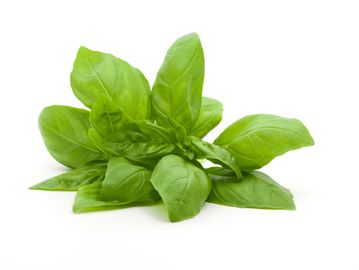 Fresh green basil leaves on a white background.