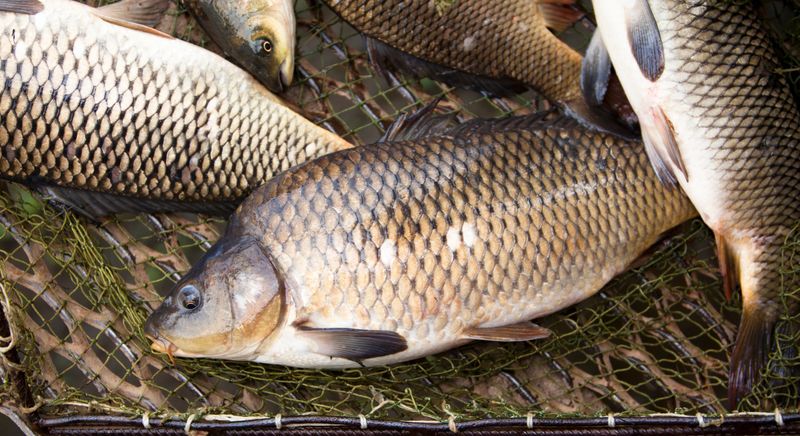 Close-up shot of several dead carps lying motionless in a wet fishing net. Sunlight is reflected off of their shiny beige scales. They have just been freshly caught on a fishing farm. They can be cook now like to be honest I'm hungry like lets go.