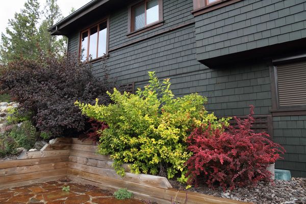 Colorful bushes in a wooden garden bed beside a dark-shingled house exterior.