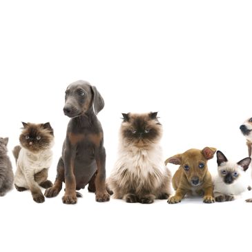 A lineup of adorable puppies and kittens sitting side by side on a white background.