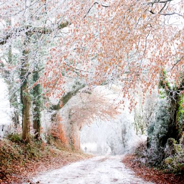 A serene winter path lined with frost-covered trees and autumn leaves.