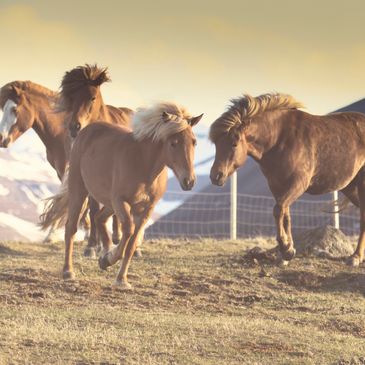 Three horses interacting near a fence in a field.