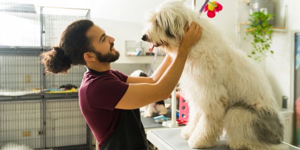 Man grooming a large fluffy dog indoors.