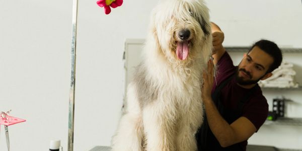 A fluffy dog being groomed by a man at a pet grooming station.