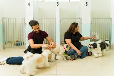 Two people playing with multiple small dogs in a pet daycare.