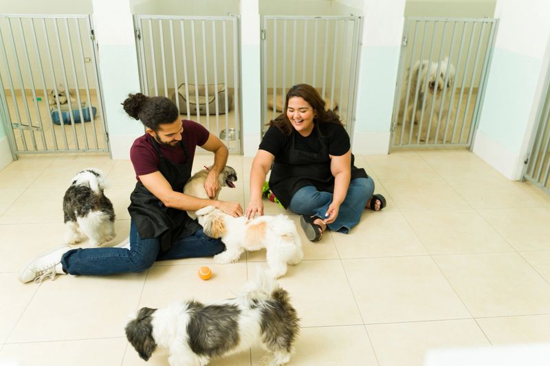 Happy workers having fun playing with shih tzu and pug dogs staying at the dog daycare or pet hotel
