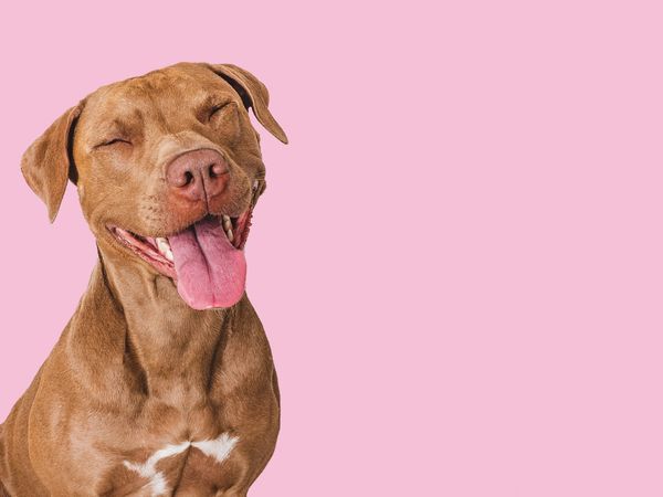 Happy brown dog with tongue out on a pink background.