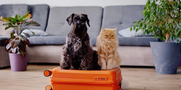 Dark grey dog and an orange cat sitting together on an orange suitcase. Behind are two plants 