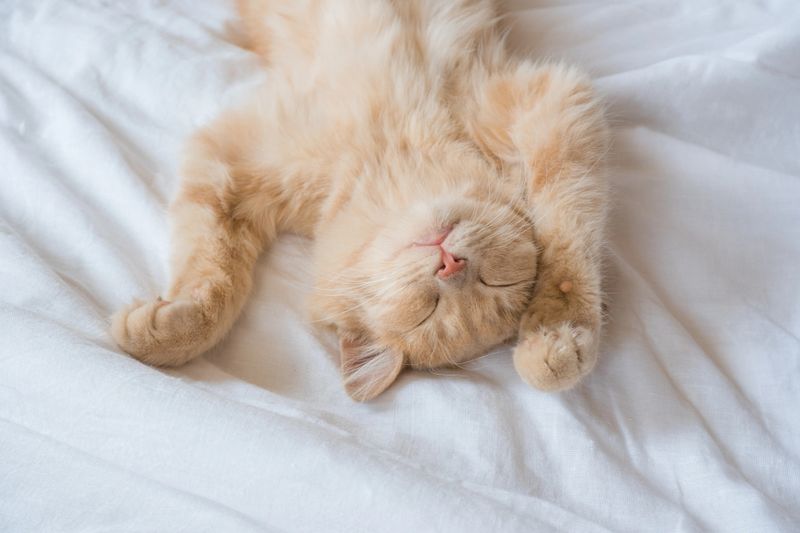 Close-up of a sleeping ginger kitten in bed. Red cat on a white blanket. Relaxing and happy morning