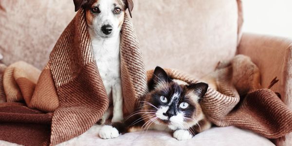 A dog and cat cozily wrapped in a brown blanket on a beige couch.