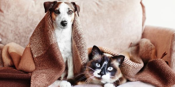 find essential pet products to keep your pets happy