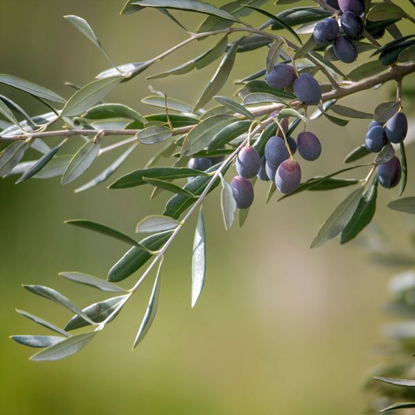 Branch with ripe olives hanging among green leaves.