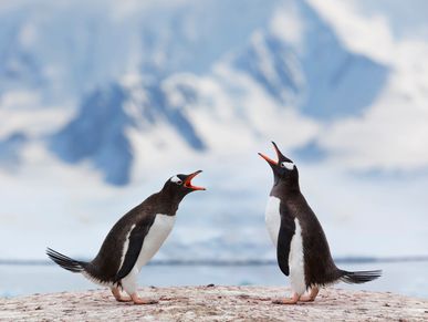 Two penguins vocalizing against a snowy mountain backdrop.