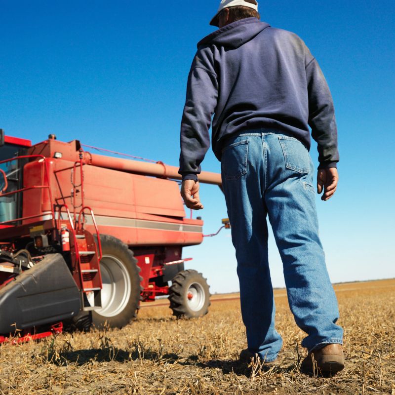 Low angle back view of Caucasion middle-aged male farmer walking toward combine in soybean field.