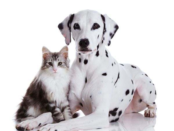 Dalmatian dog and fluffy cat sitting together.