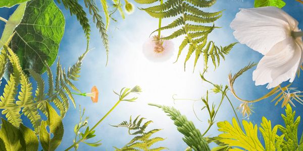 View looking up at various green leaves and flowers against a bright blue sky.