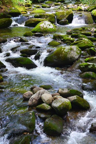 A flowing stream with moss-covered rocks in a forest.