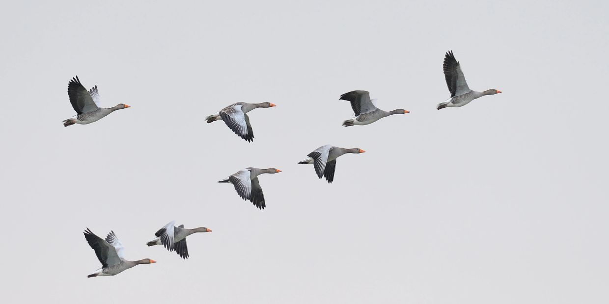 A flock of geese flying in a clear sky.