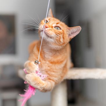 Orange cat playing with a feathered toy on a string.