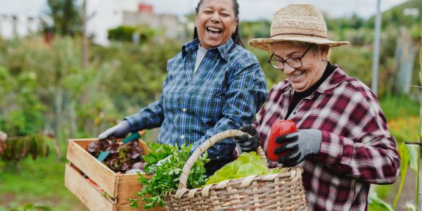 Two women happily harvesting fresh vegetables in a garden.