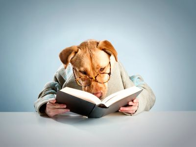 Un chien portant des lunettes lit un livre.