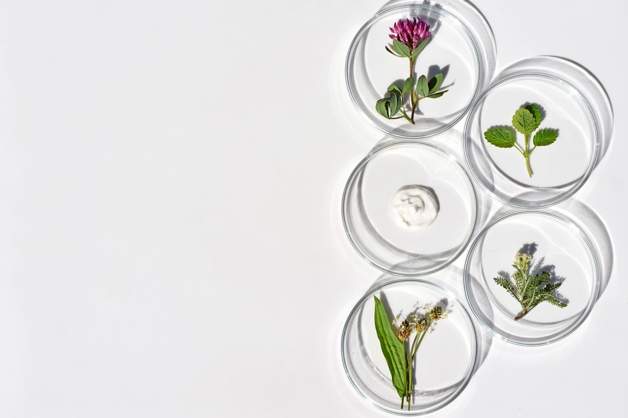 Plants in Petri dishes,