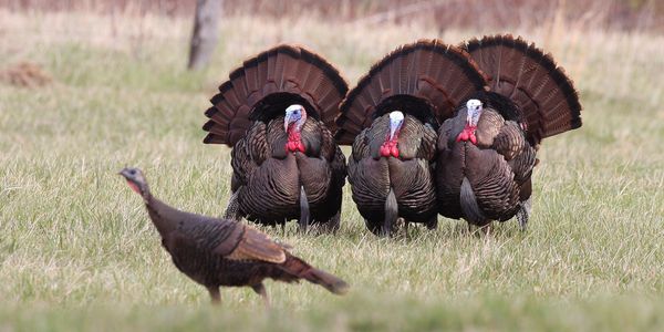 Wild turkeys strutting with a lone hen.