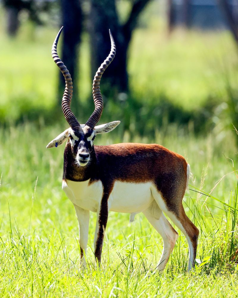 Blackbuck in Loxahatchee, Florida.