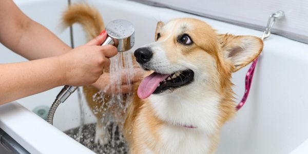 A happy corgi dog being bathed with a handheld shower in a bathtub.
