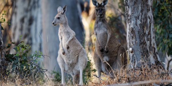 Sydney & Kangaroo Island