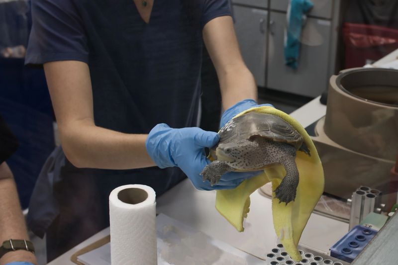 A closeup of baby sea turtles in a veterinary hospital, being held by a worker in medical gloves.