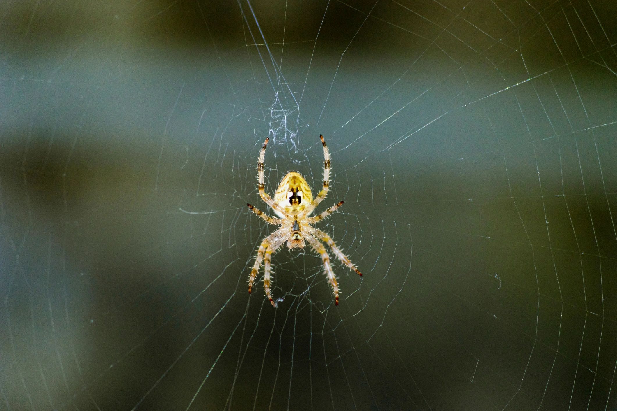 Expert Pest Control Service You Can Trust