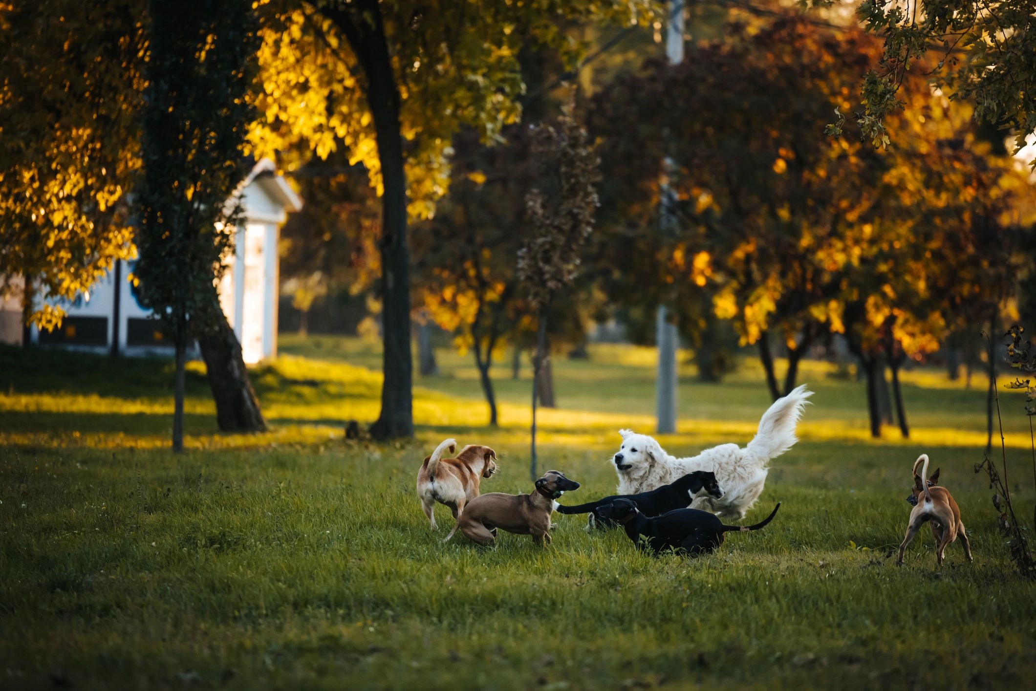 Dog playing outdoors in a private field at Bark & Ride Adventures