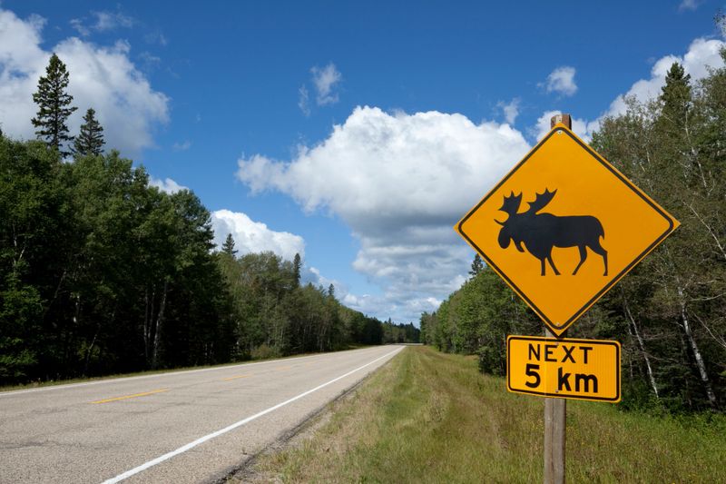 Danger Moose in the area, Riding Mountain National Park, Manitoba, Canada.