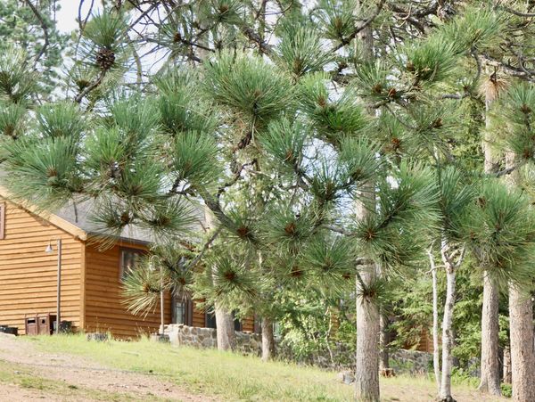 A log cabin seen through pine tree branches.