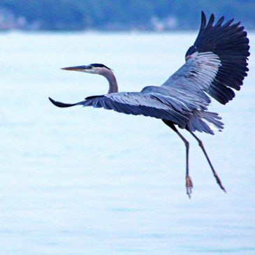 Heron in flight over water, symbolizing patience, precision, and strategic execution.