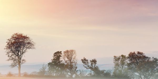 A serene sunrise with misty trees against a pastel sky.