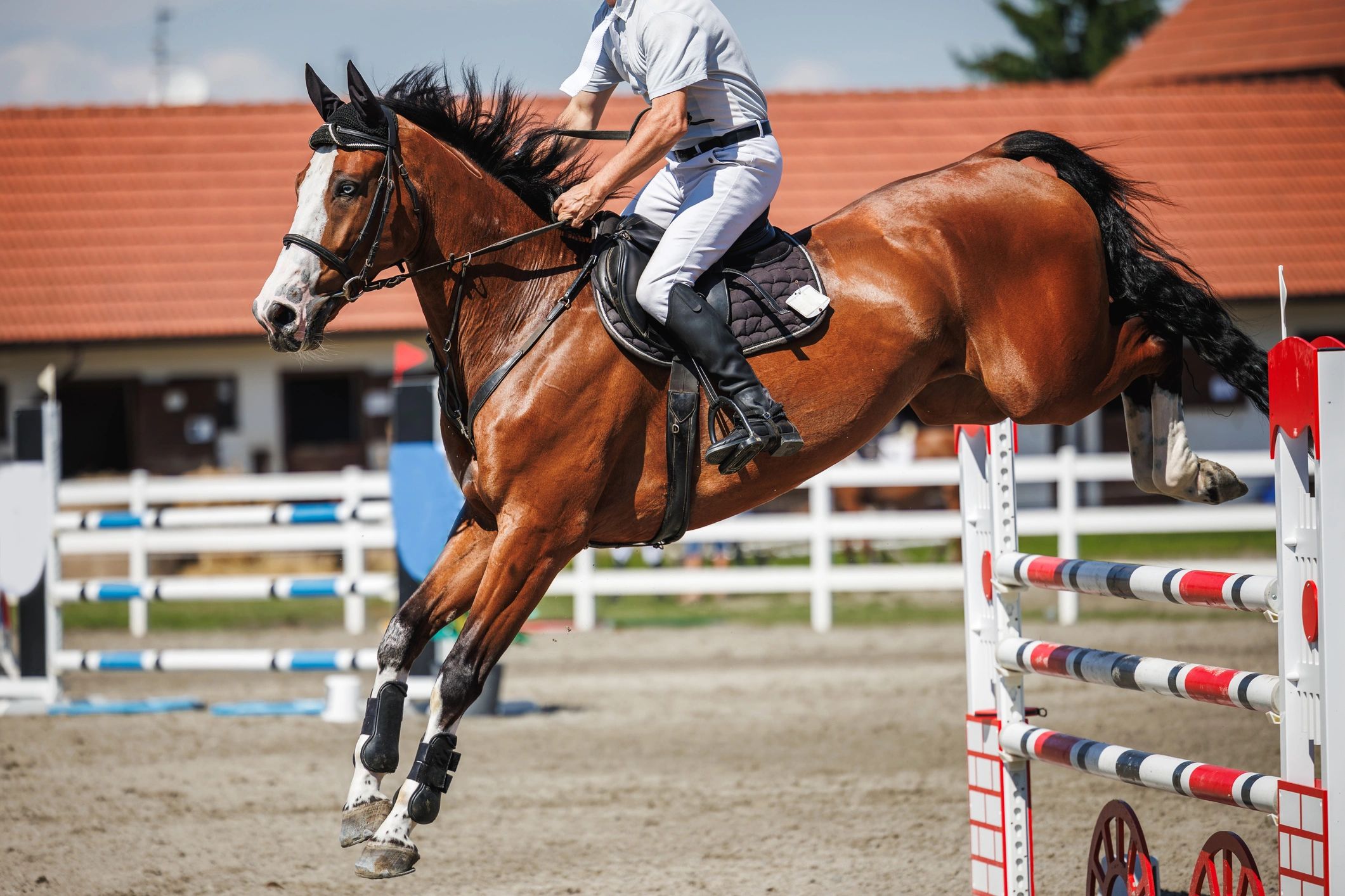 Horse, Horse Riding, Horse Boarding Stable - Halifax Alpha Horse Club ...