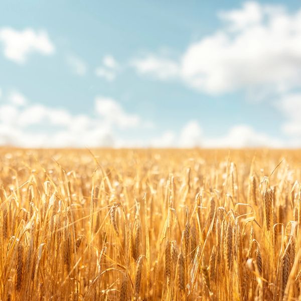 Golden wheat field under a blue sky with white clouds.drone-powered applications