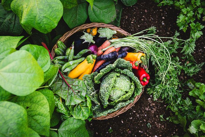 A basket filled with fresh, colorful vegetables surrounded by leafy greens in a garden.
